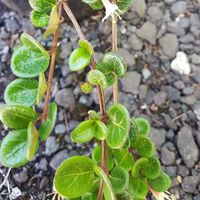 Lonicera crassifolia 'Little Honey'